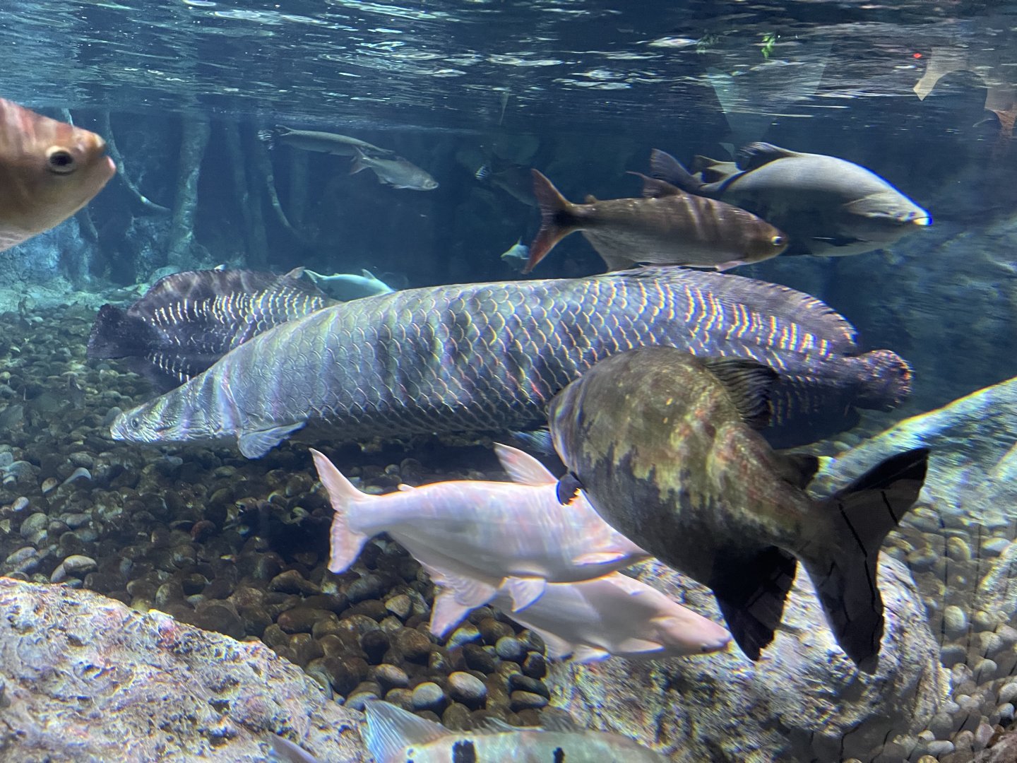 pirarucu (arapaima gigas) & friends - BX Sea