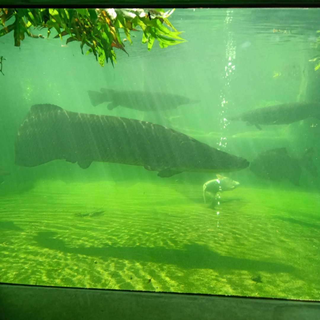 Pirarucu (Arapaima gigas), iridescent shark catfish (Pangasianodon hypophthalmus), alligator gar and pacu