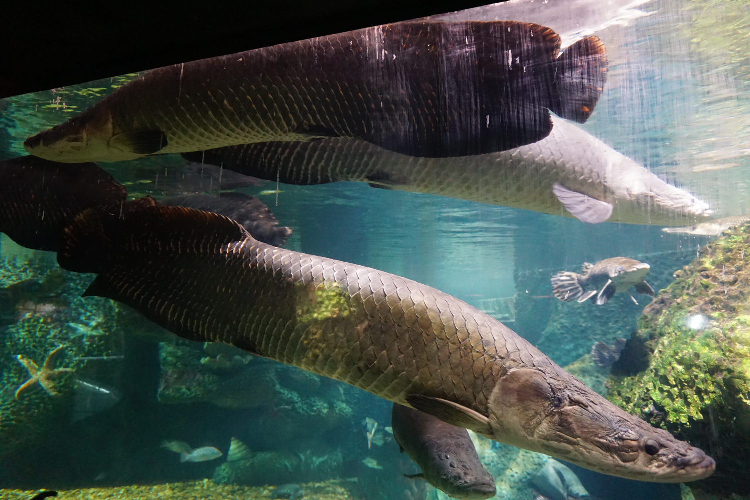 Pirarucu (Arapaima gigas)