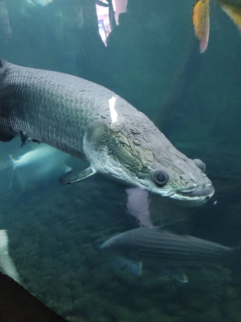 Pirarucu (Arapaima gigas)