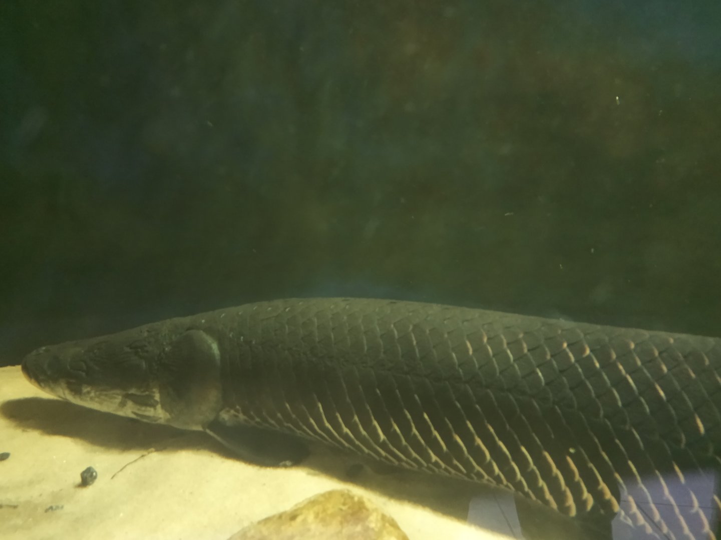 Pirarucu (arapaima gigas)