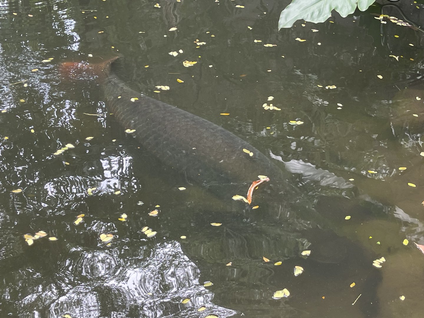 pirarucu (arapaima gigas)