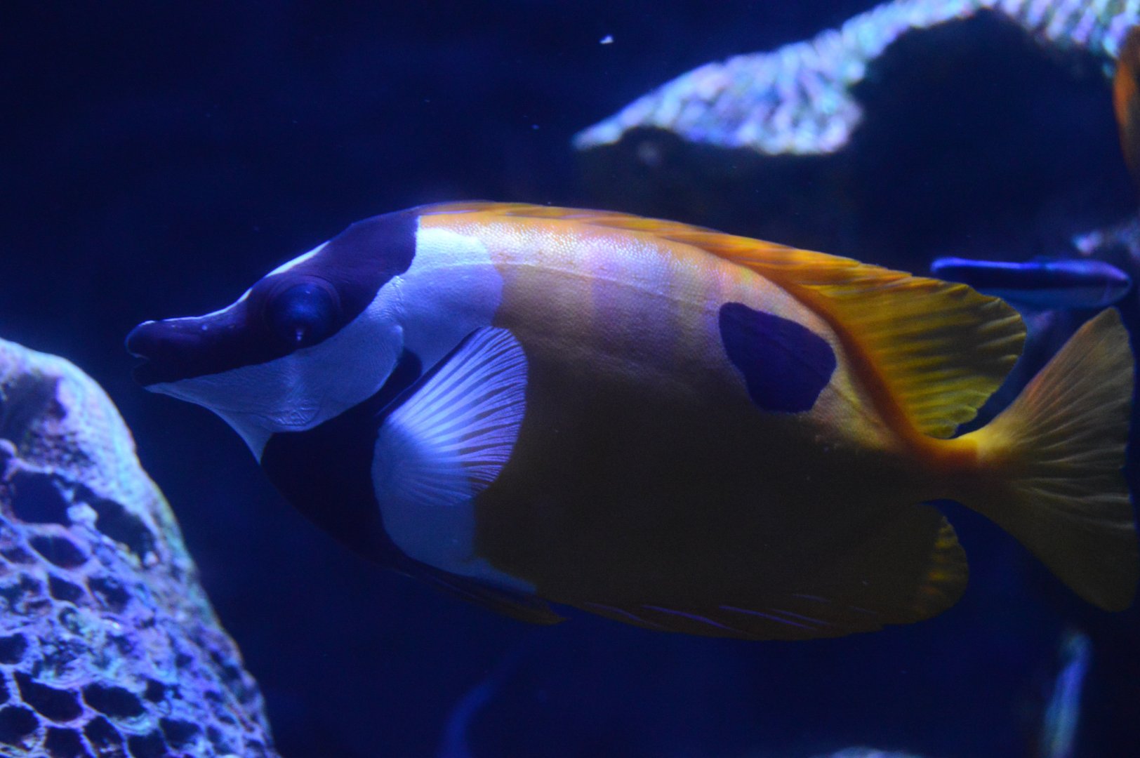 Pirates Passage - Blackblotch Foxface (Siganus unimaculatus)