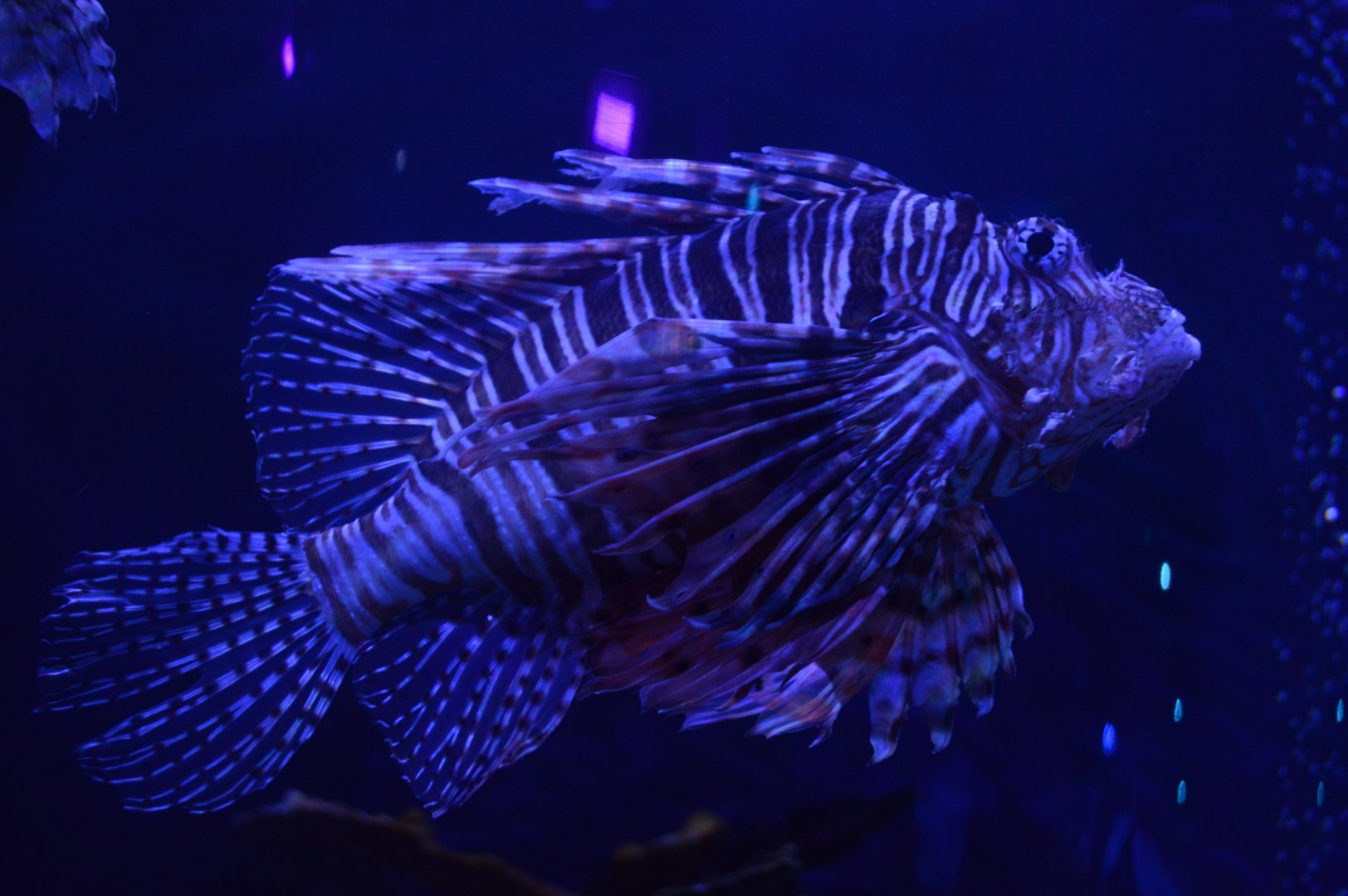Pirates Passage - Common Lionfish (Pterois volitans)