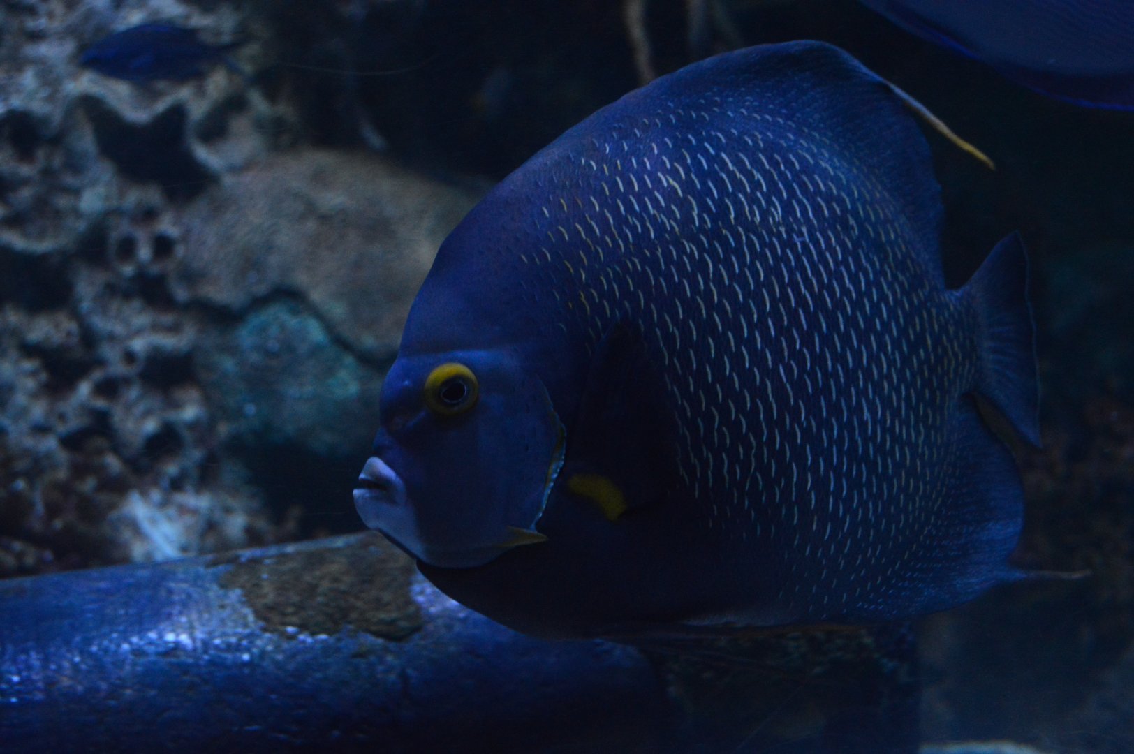 Pirates Passage - French Angelfish (Pomacanthus paru)