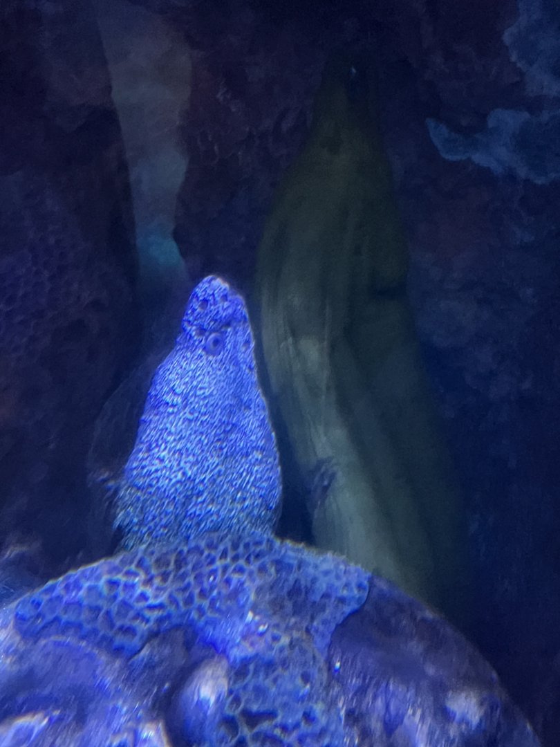 Pirates Passage- green moray, spotted moray