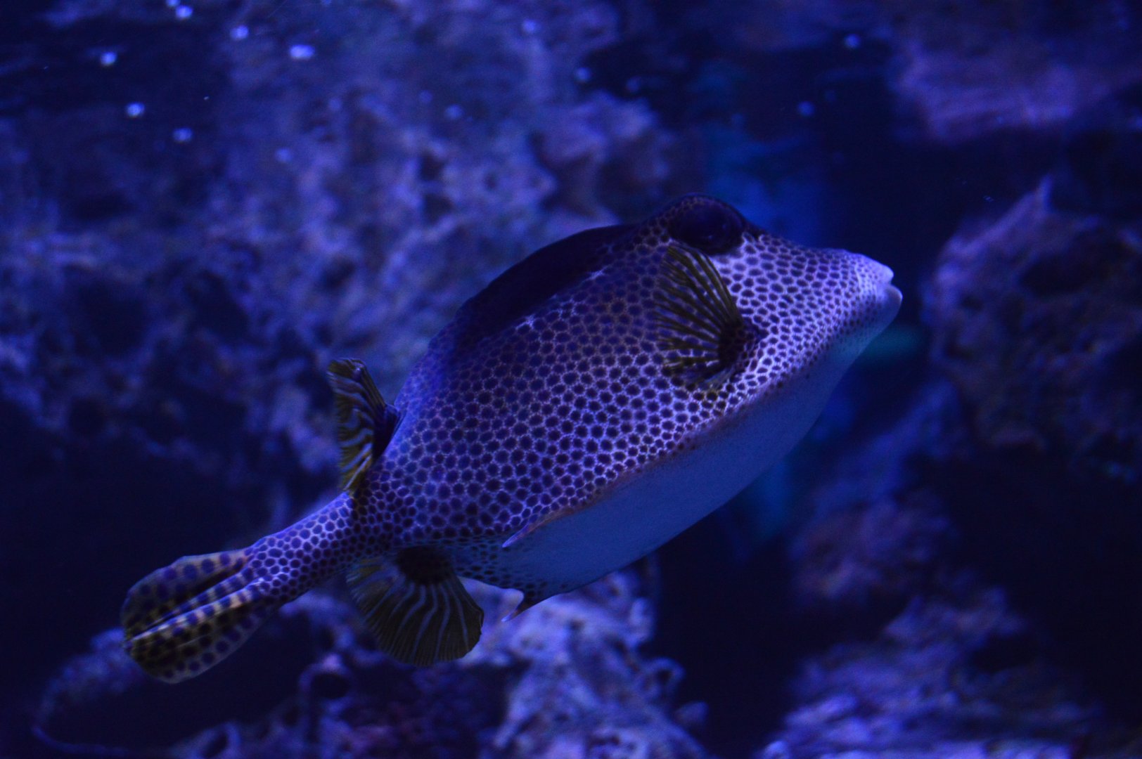 Pirates Passage - Honeycomb Cowfish (Acanthostracion polygonium)