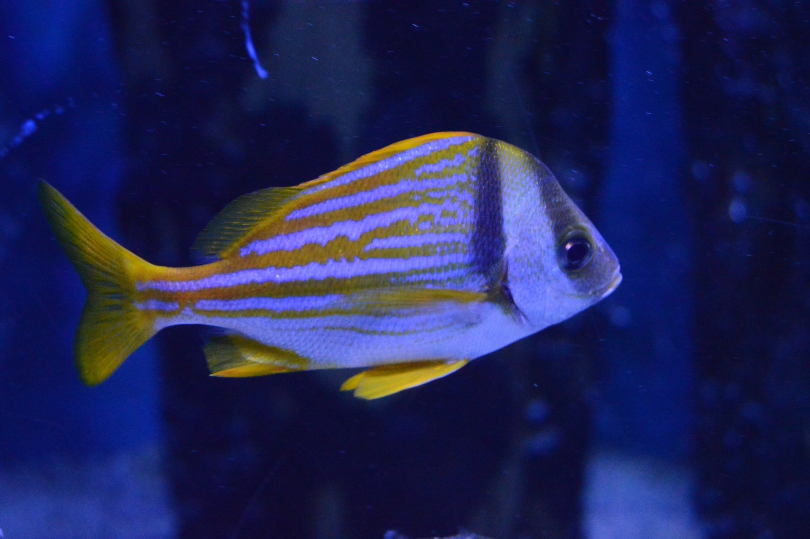 Pirates Passage - Porkfish (Anisotremus virginicus)