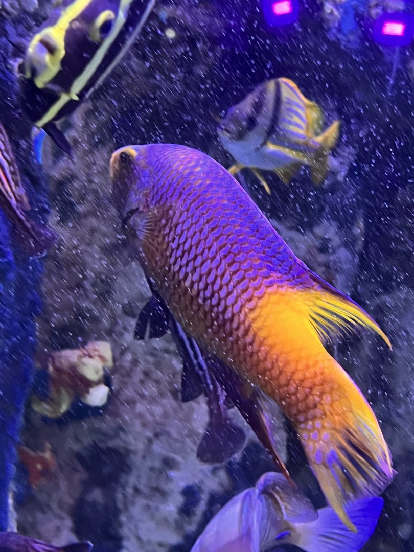 Pirates passage- Spanish hogfish