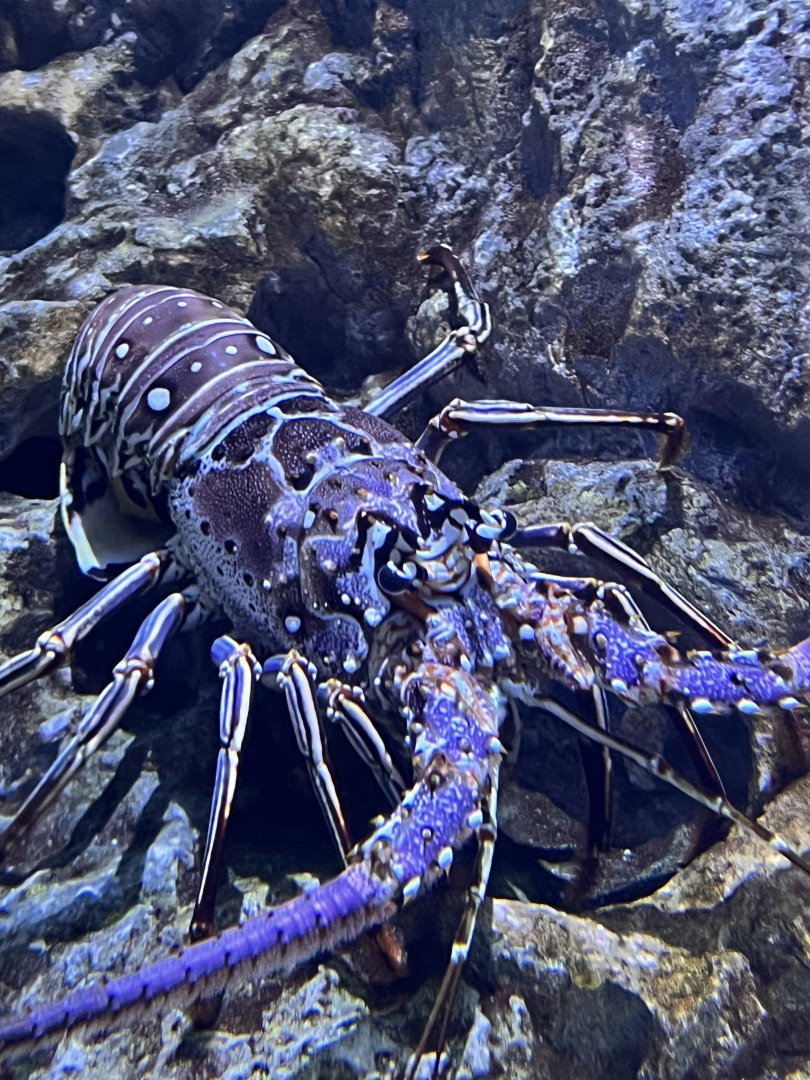 Pirates passage- spiny lobster