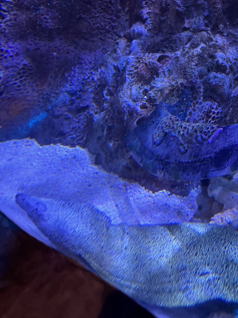 Pirates passage- spotted moray(I think it has cataracts)?