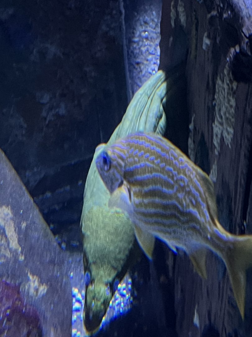 Pirates passage- unsigned green moray in Shipwreck exhibit