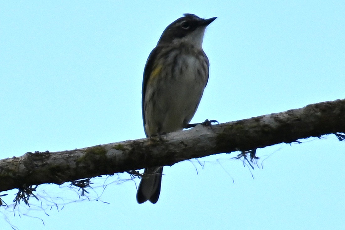 Piratic flycatcher (Legatus leucophaius)