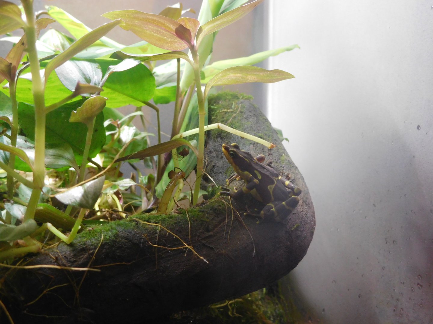 Pirre harlequin frog (Atelopus glyphus)