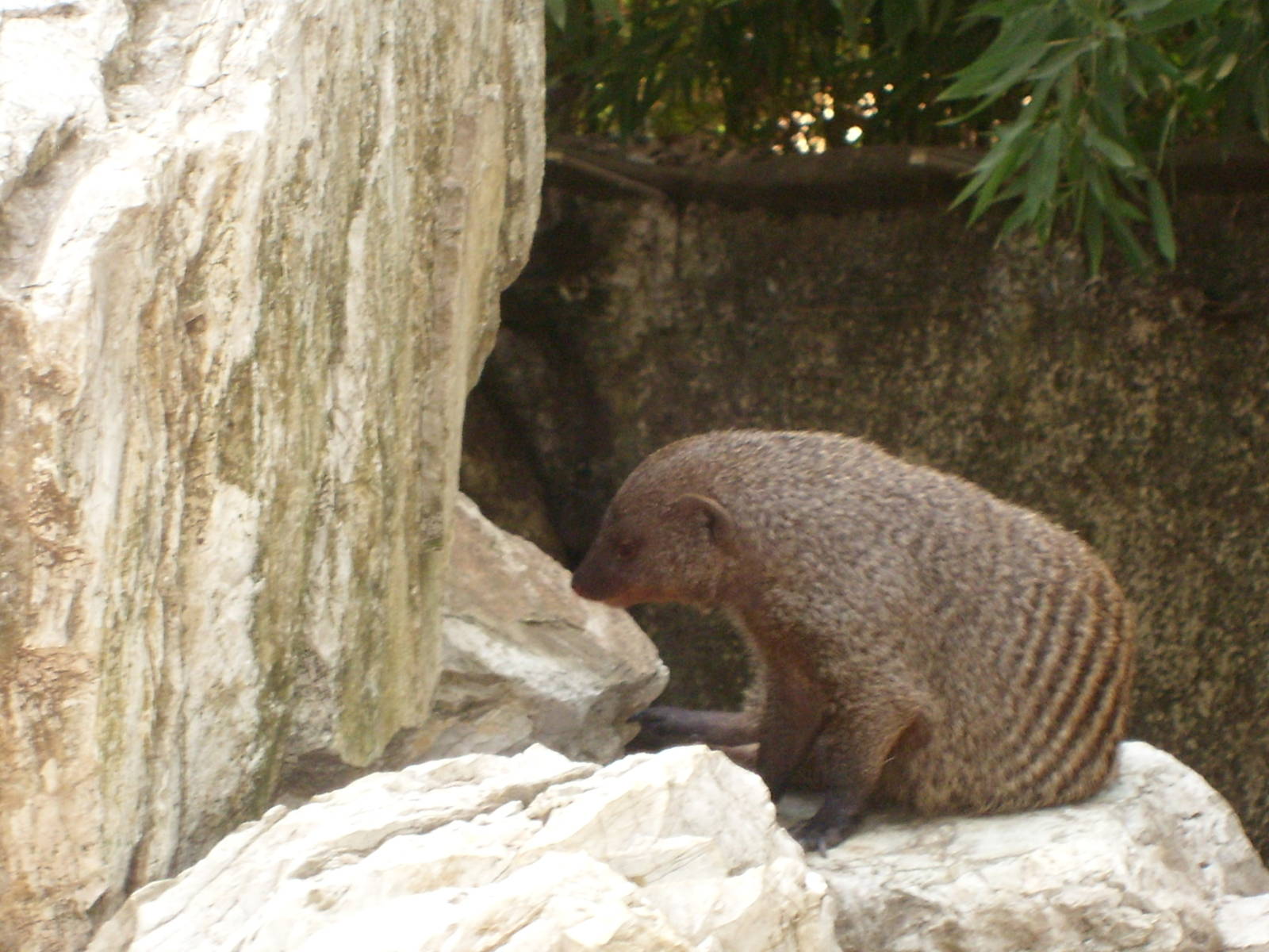 pistoia 2009 banded mongoose