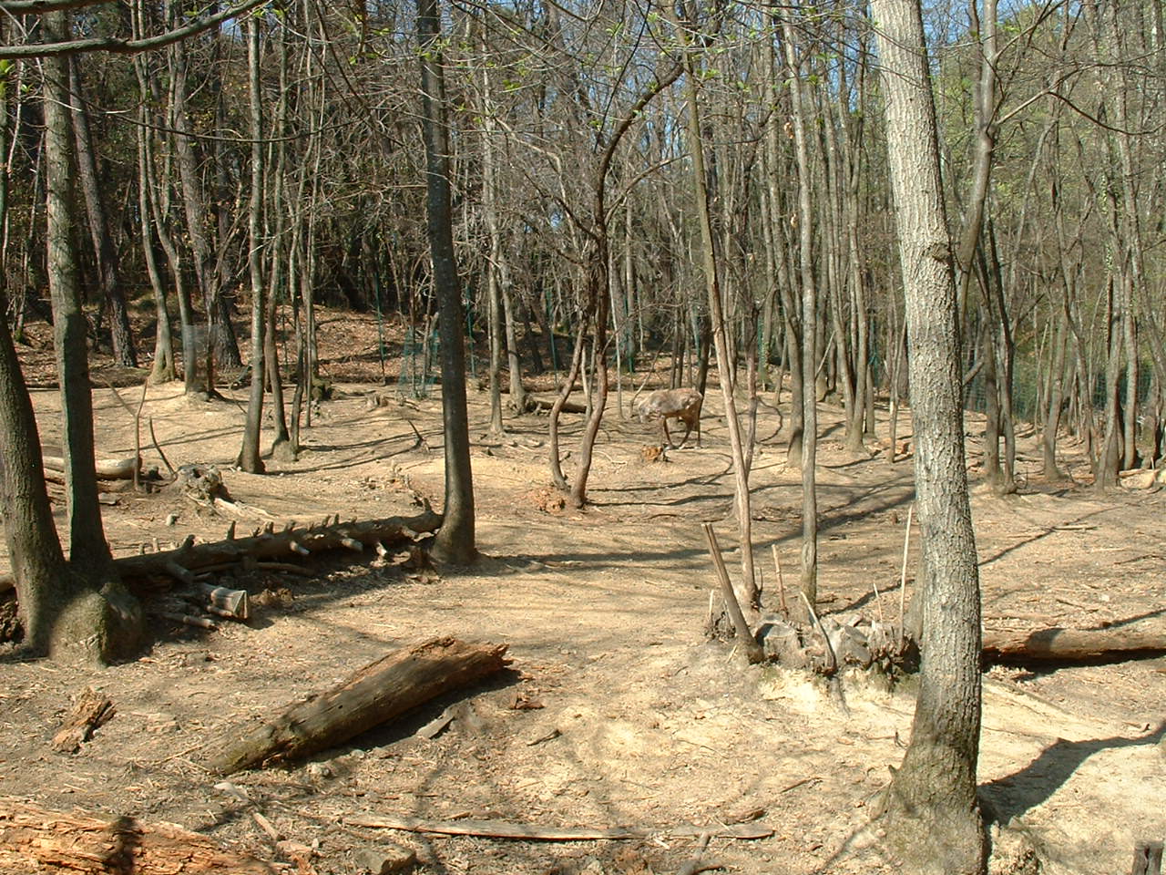 Pistoia Zoo - March 2012