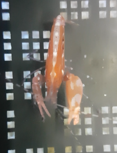 Pistol shrimp - Alpheus species