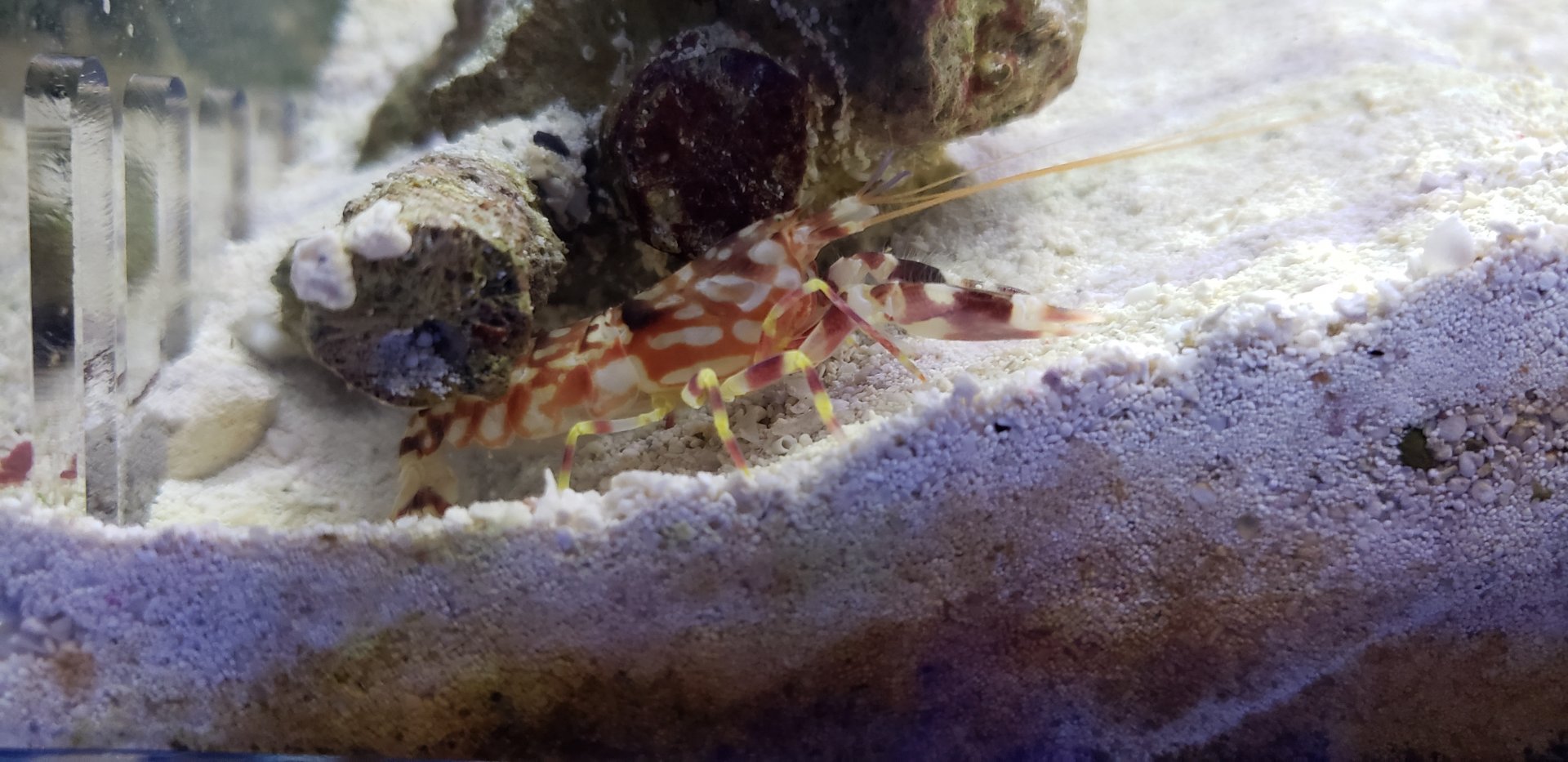 Pistol Shrimp