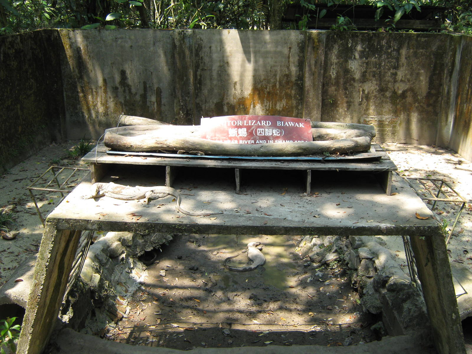 pit for water monitors (Varanus salvator)