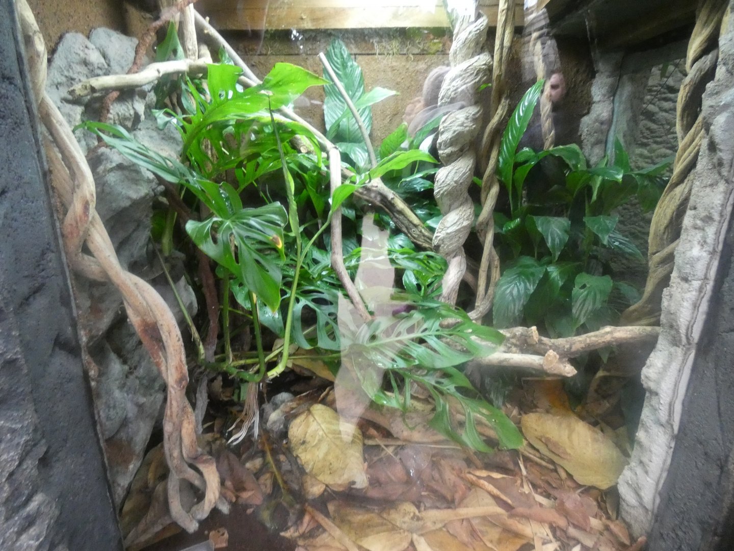 Pit Viper Enclosure in Islands