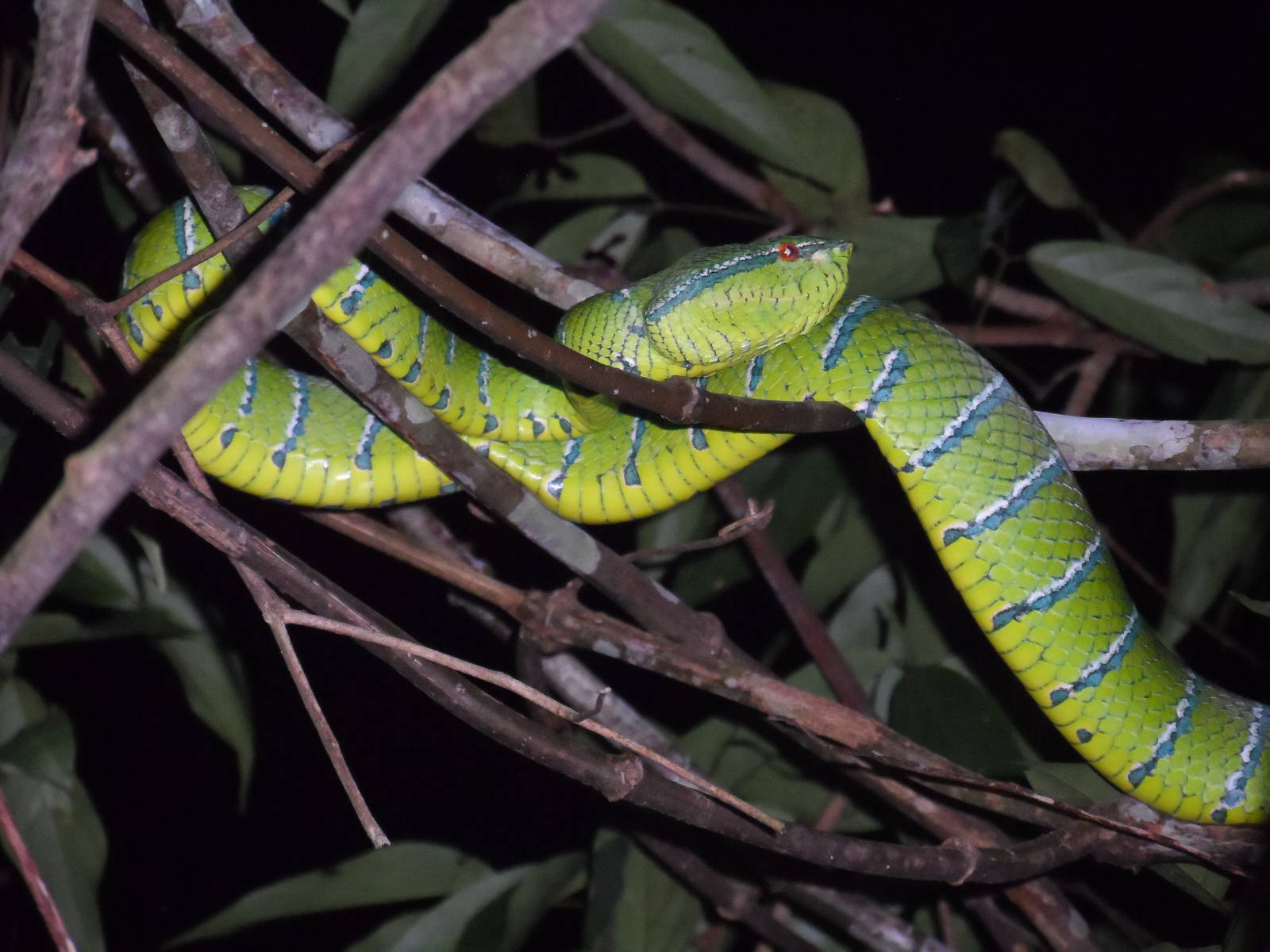 Pit Viper sp.