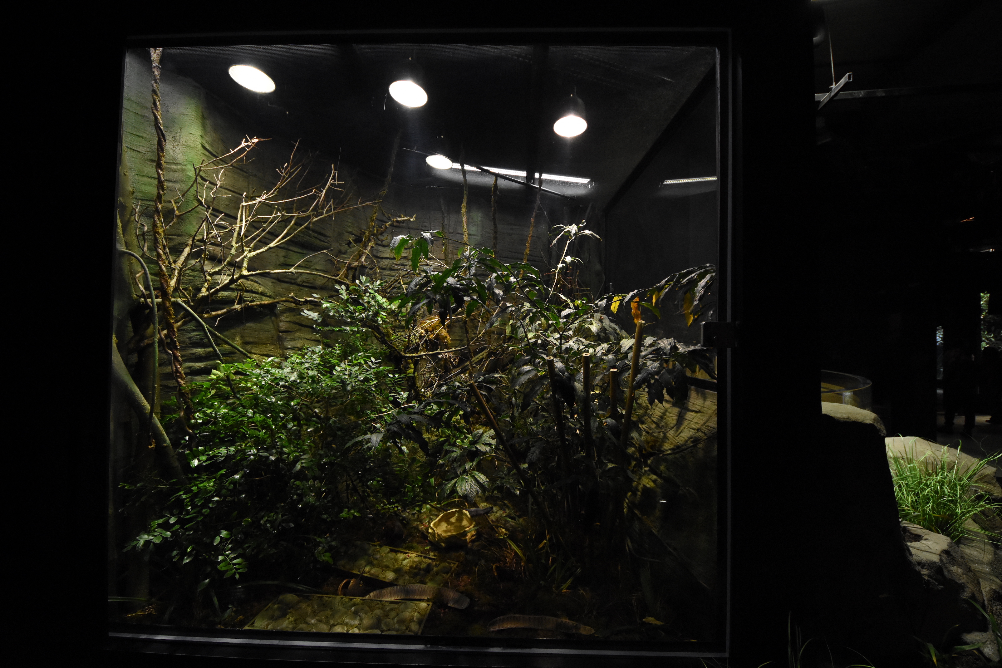 Pit viper terrarium