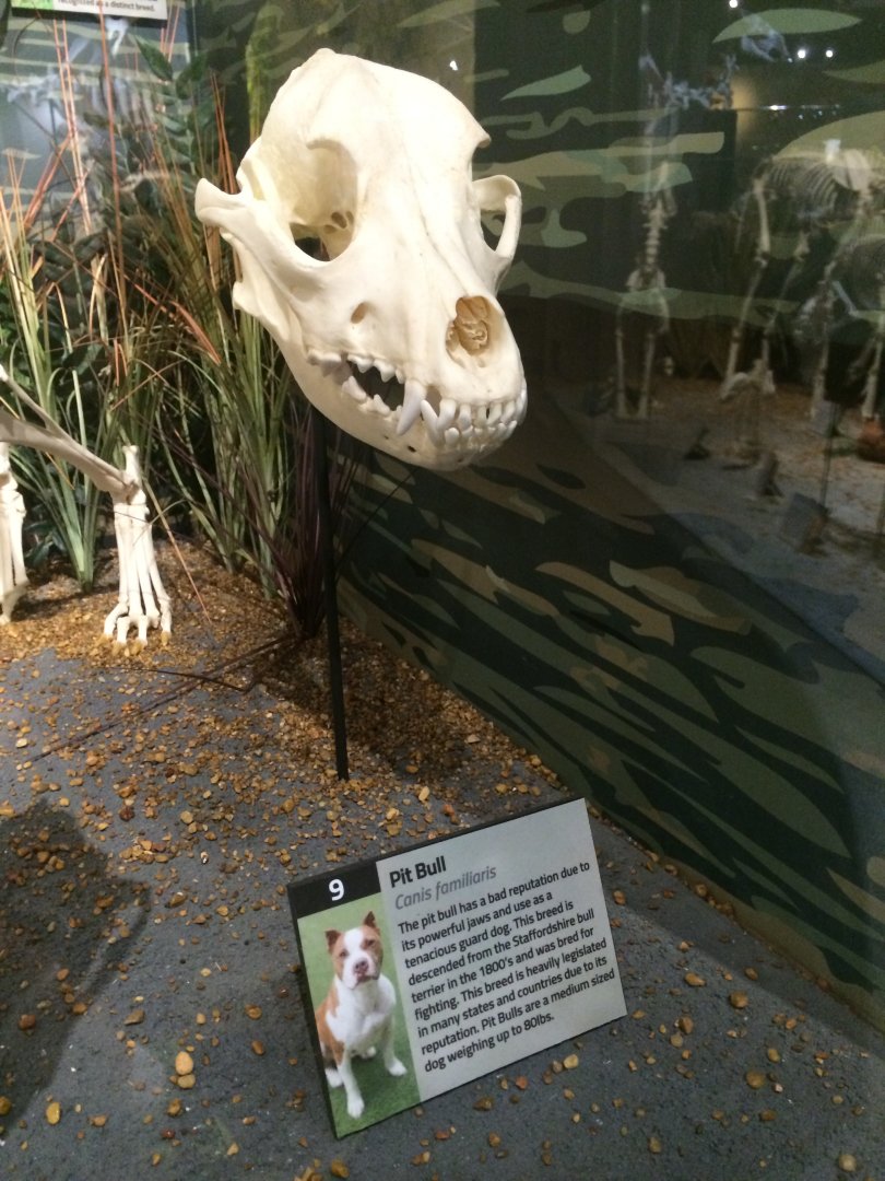 Pitbull Skull