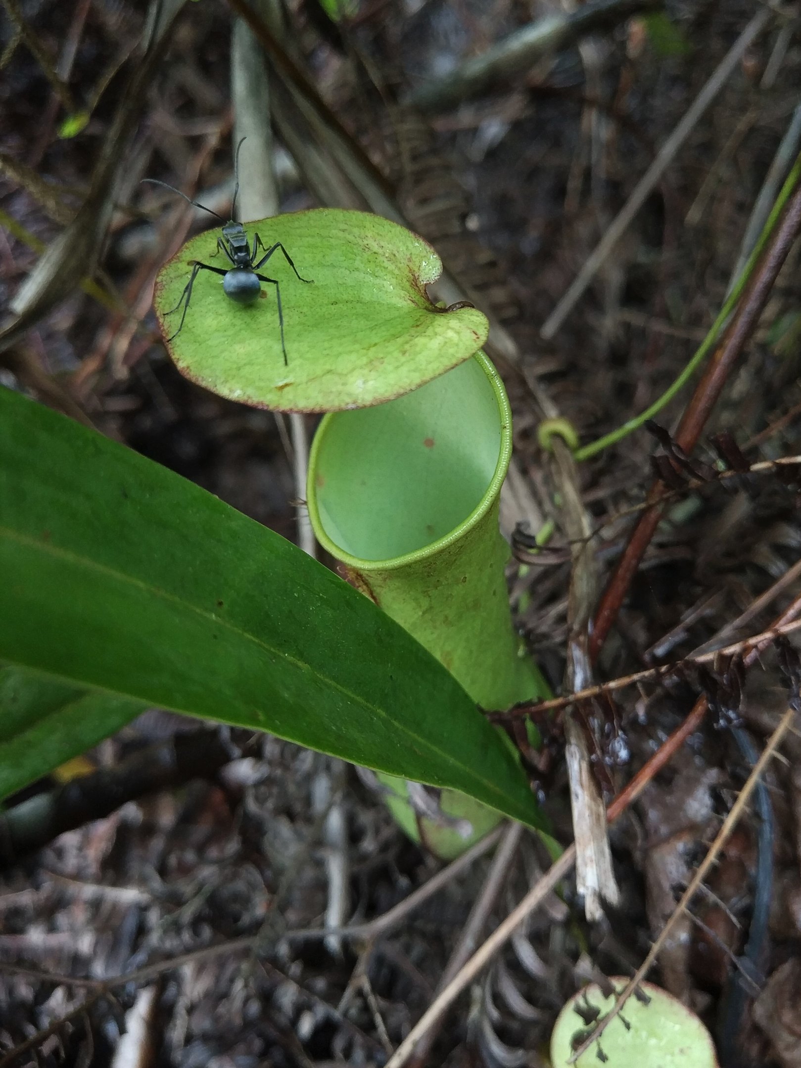 Pitcher Plant & Ant