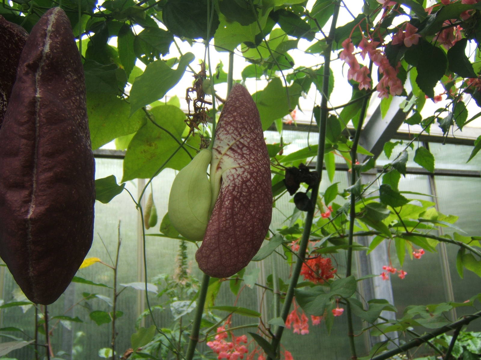 Pitcher Plant in Butterfly House