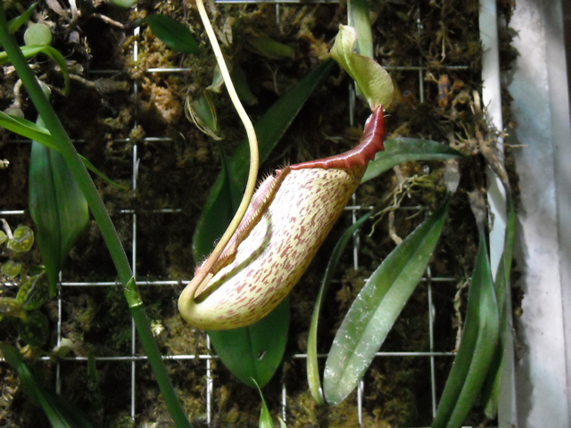 Pitcher plant in rain forest exhibit