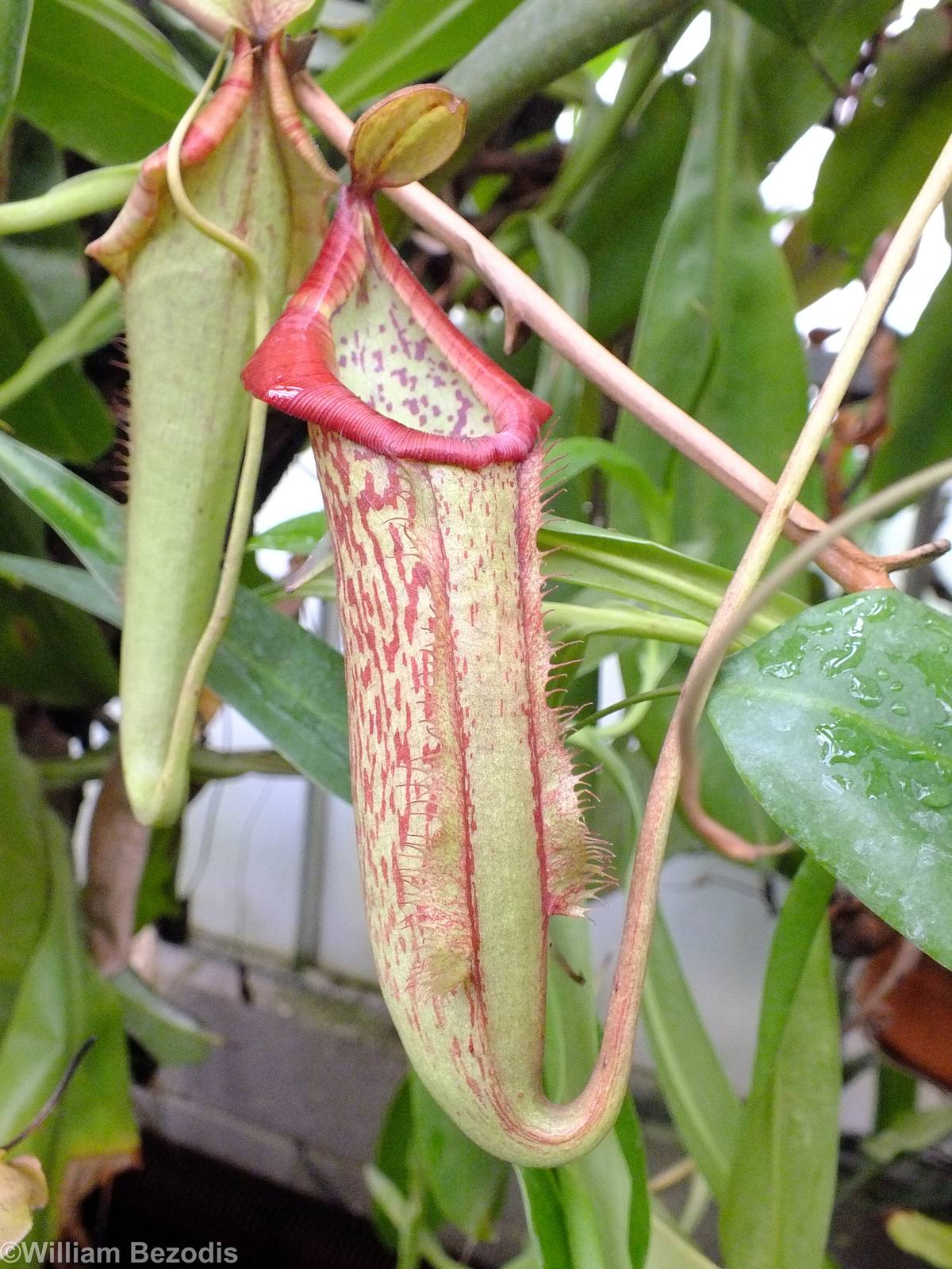Pitcher Plant