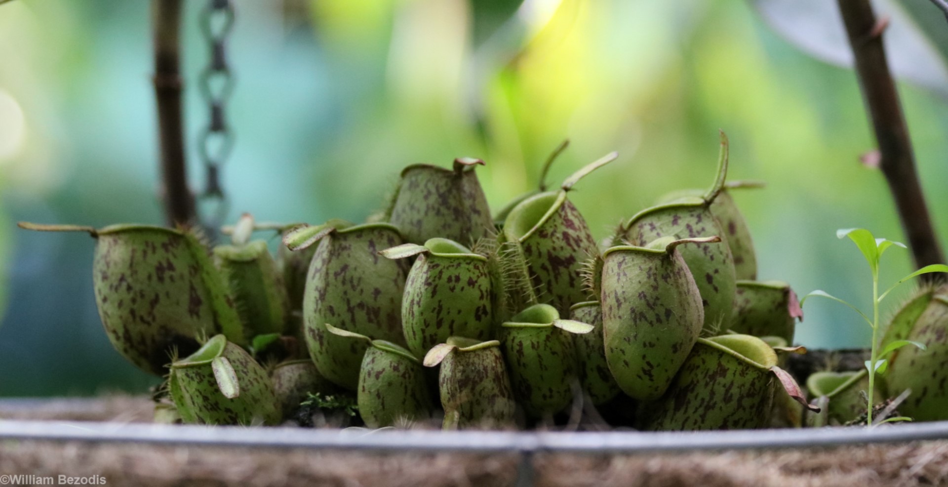 Pitcher Plants at the Cairns Botanic Gardens