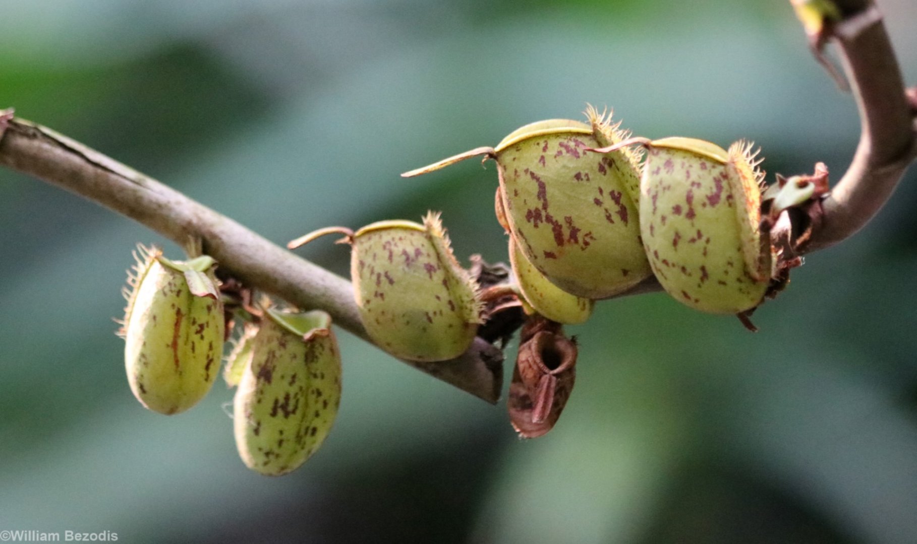 Pitcher Plants at the Cairns Botanic Gardens