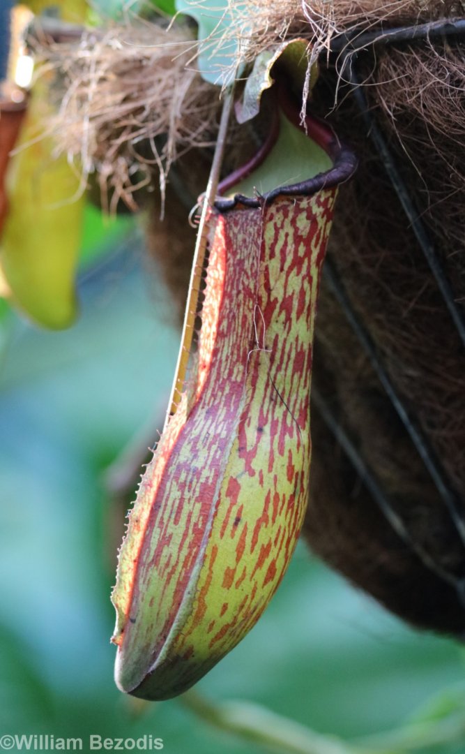 Pitcher Plants at the Cairns Botanic Gardens