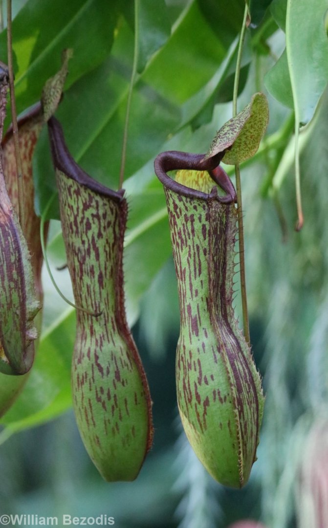 Pitcher Plants at the Cairns Botanic Gardens