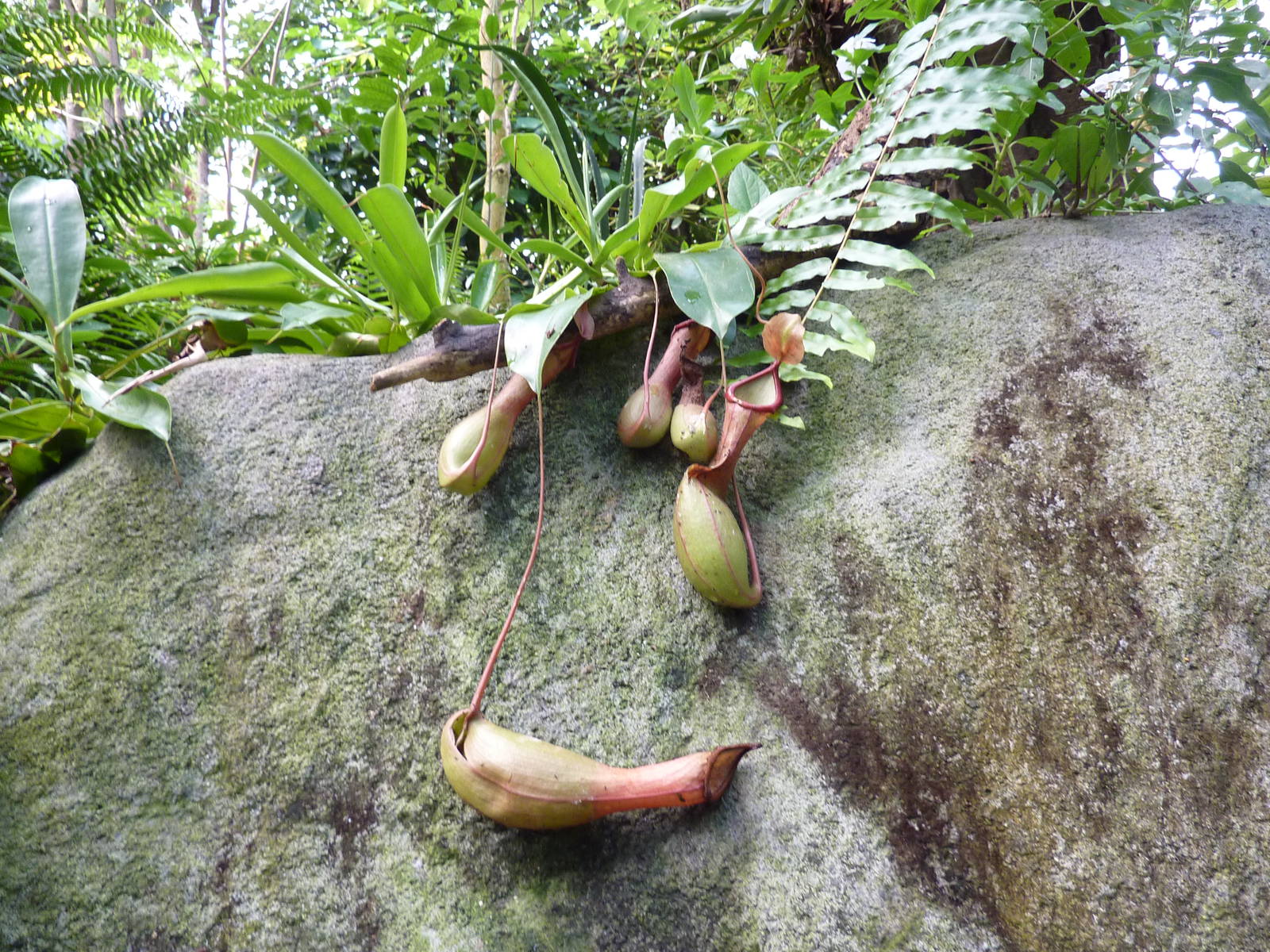 Pitcher plants in Masoala
