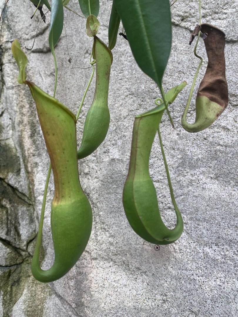 Pitcher plants