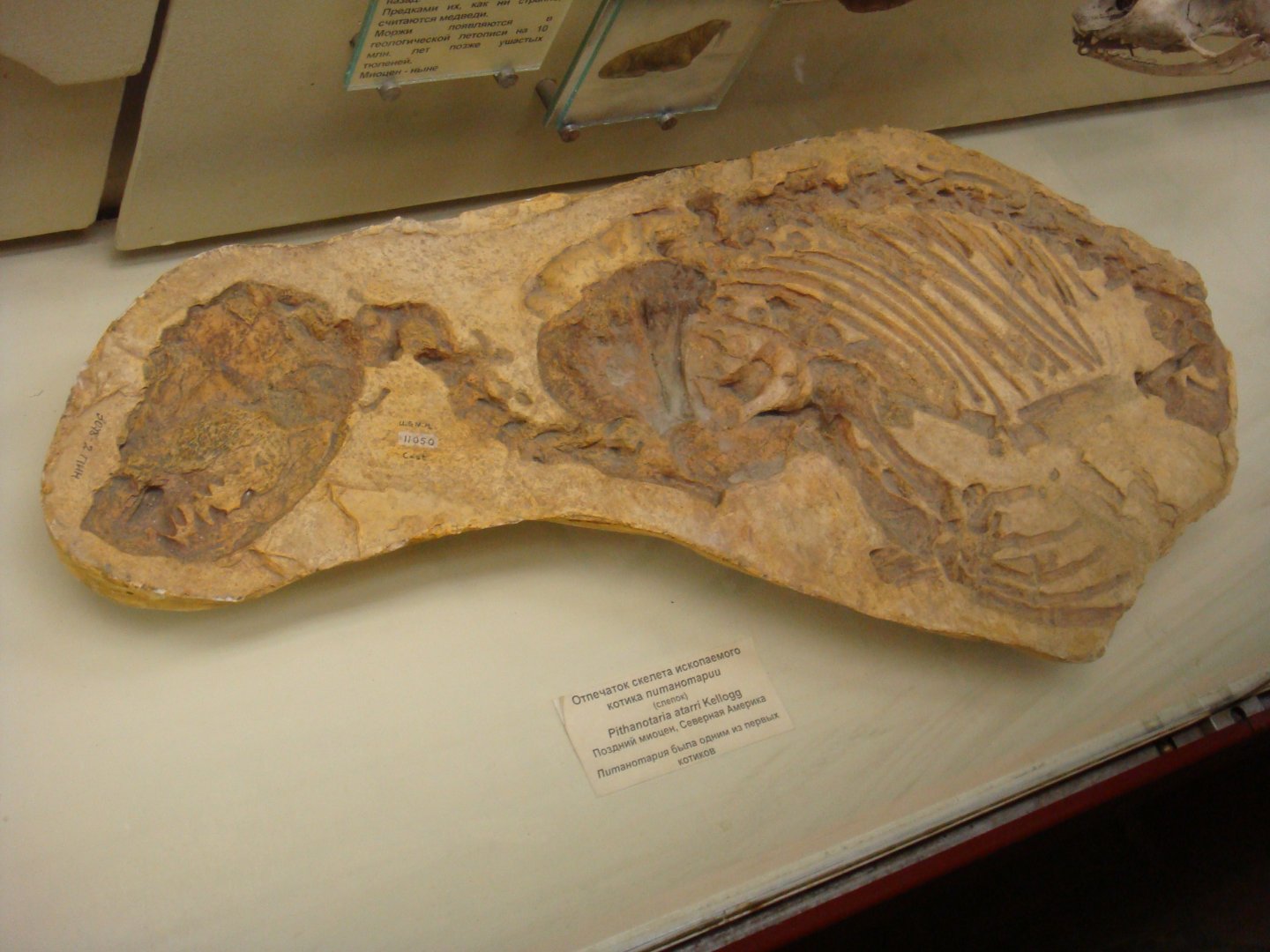 Pithanotaria starri skeleton impression (cast)