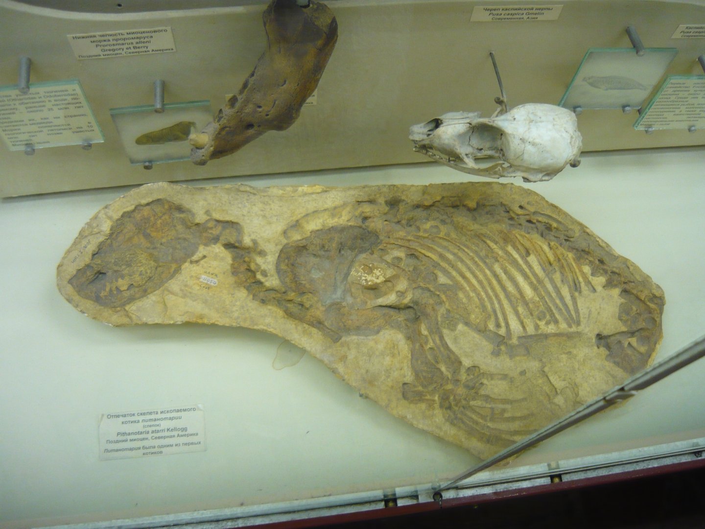 Pithanotaria starri skeleton impression (cast)