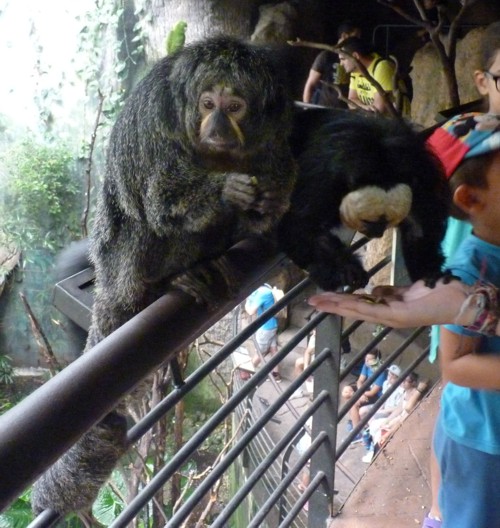 Pithecia Pithecia 2 (22-7-17 Faunia)