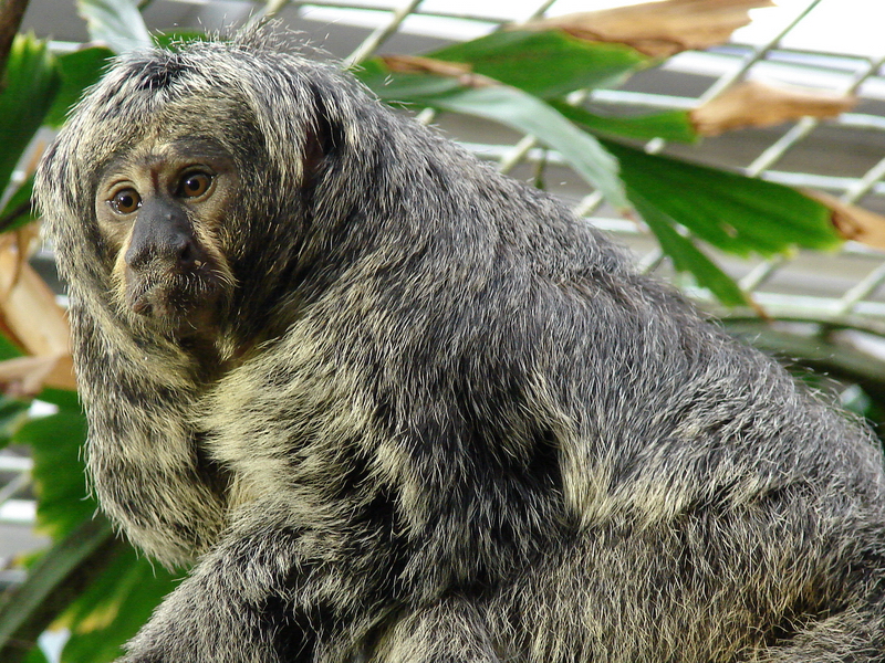 Pithecia pithecia / White-faced saki (female)