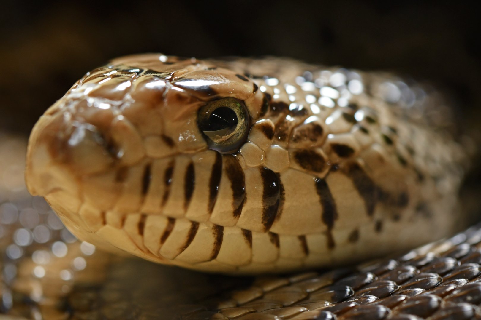 Pithuophis melanoleucus