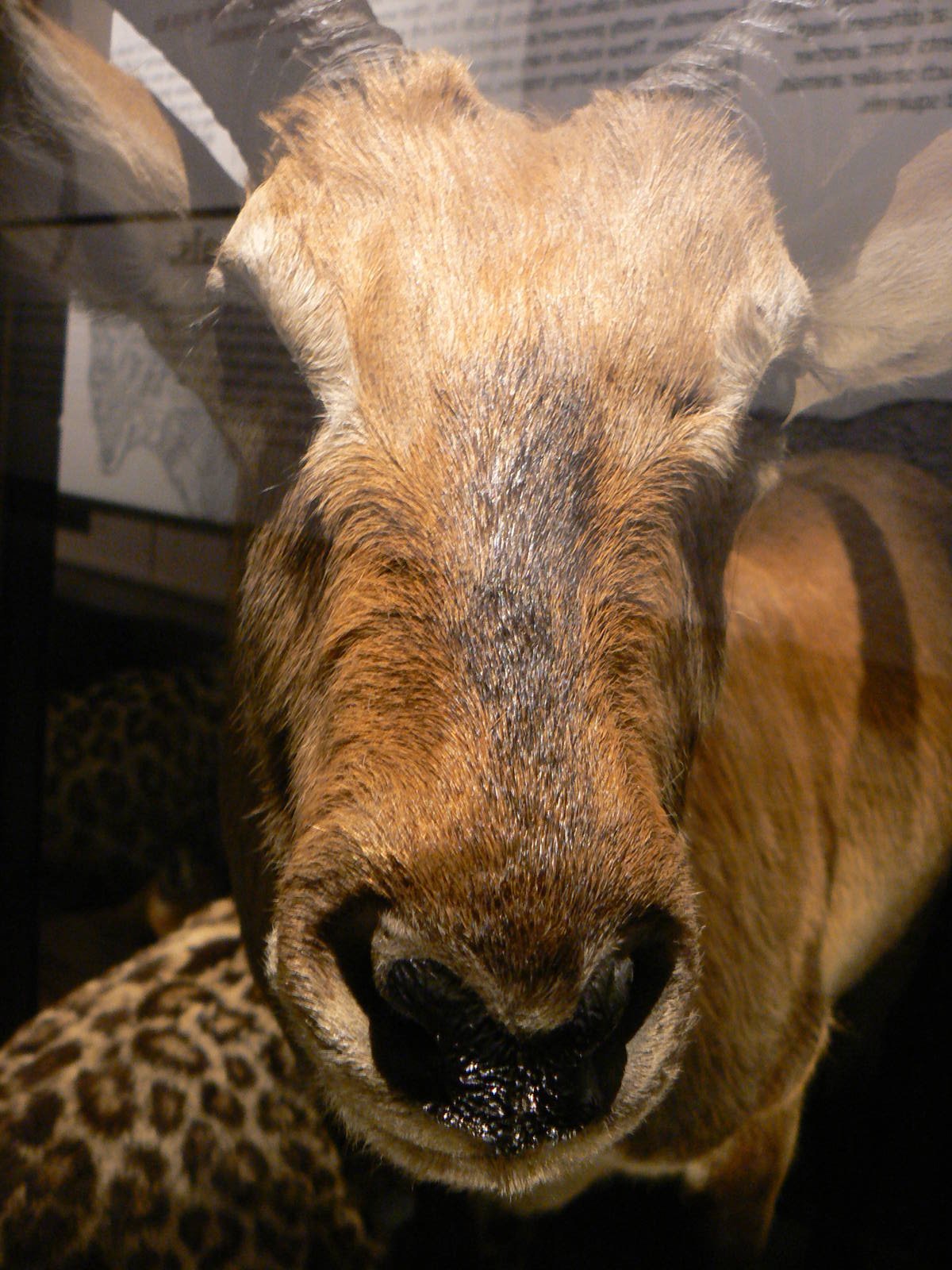 Pitman's Oribi - 17 January 2016