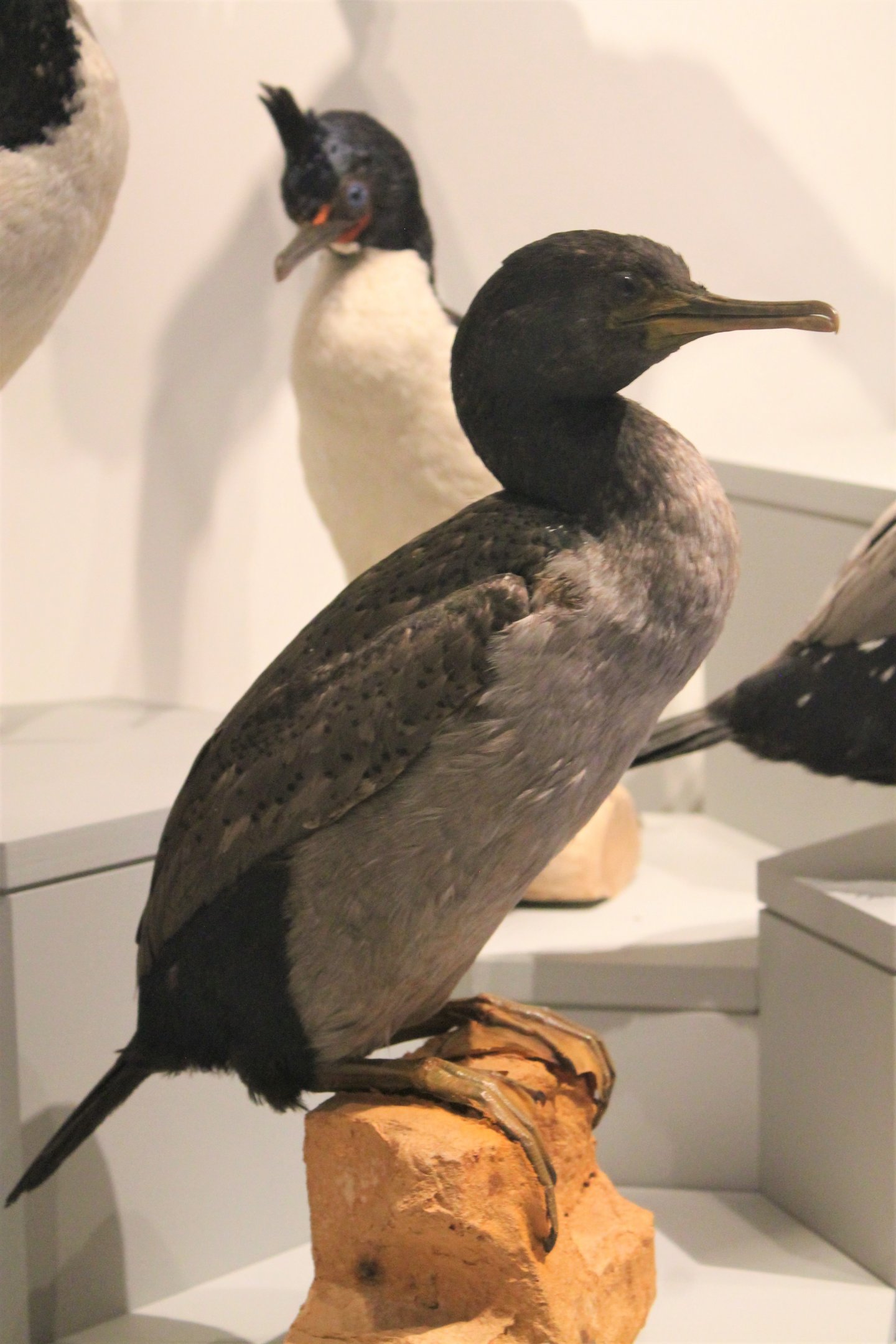 Pitt Island Shag (Stictocarbo featherstoni)