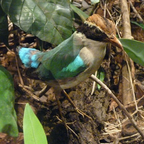 Pitta angolensis (preserved)