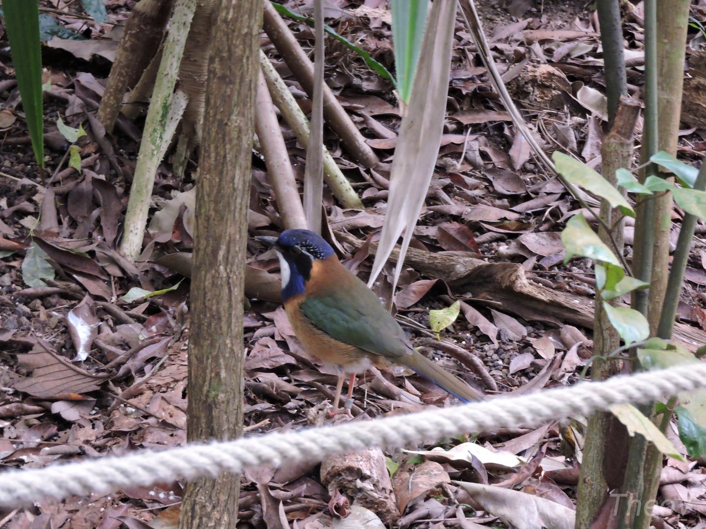 Pitta-like ground roller [2015]