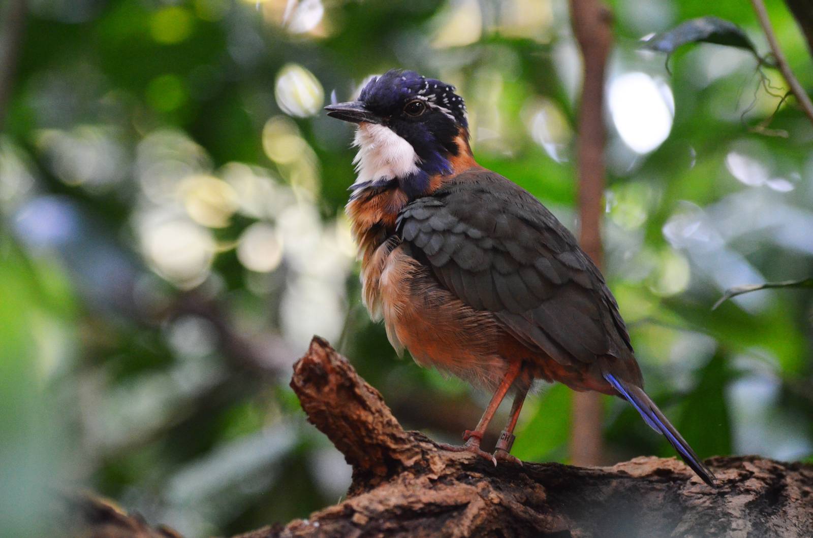 Pitta-like Ground Roller at Zurich Zoo, 12/09/16