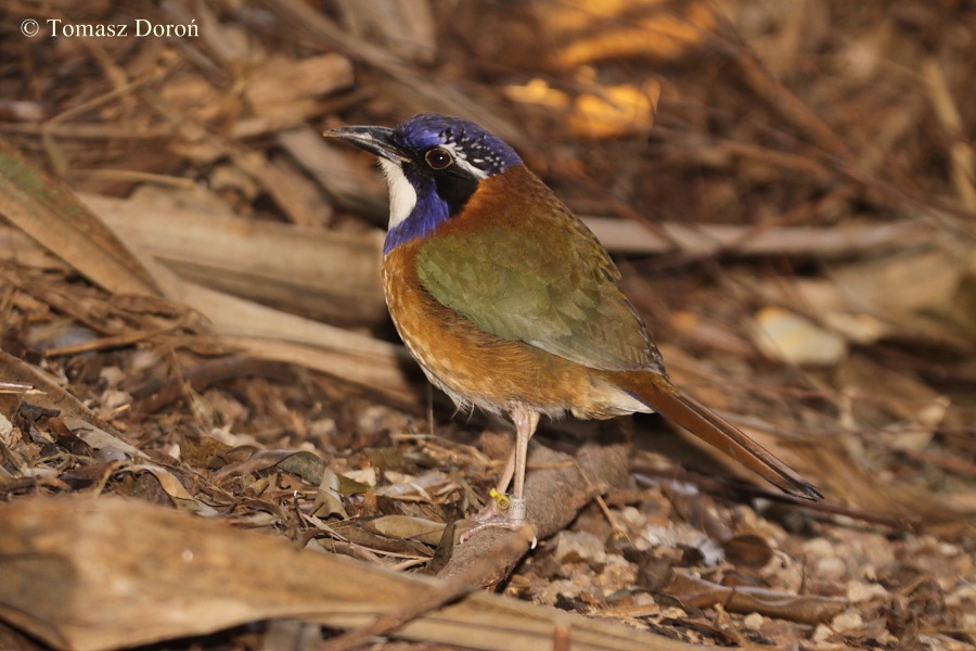 Pitta-like Ground-roller (Atelornis pittoides)