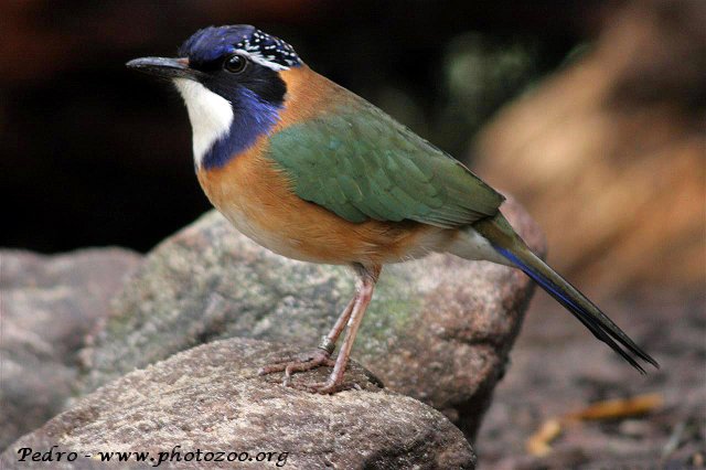 Pitta-like ground-roller (Atelornis pittoides)
