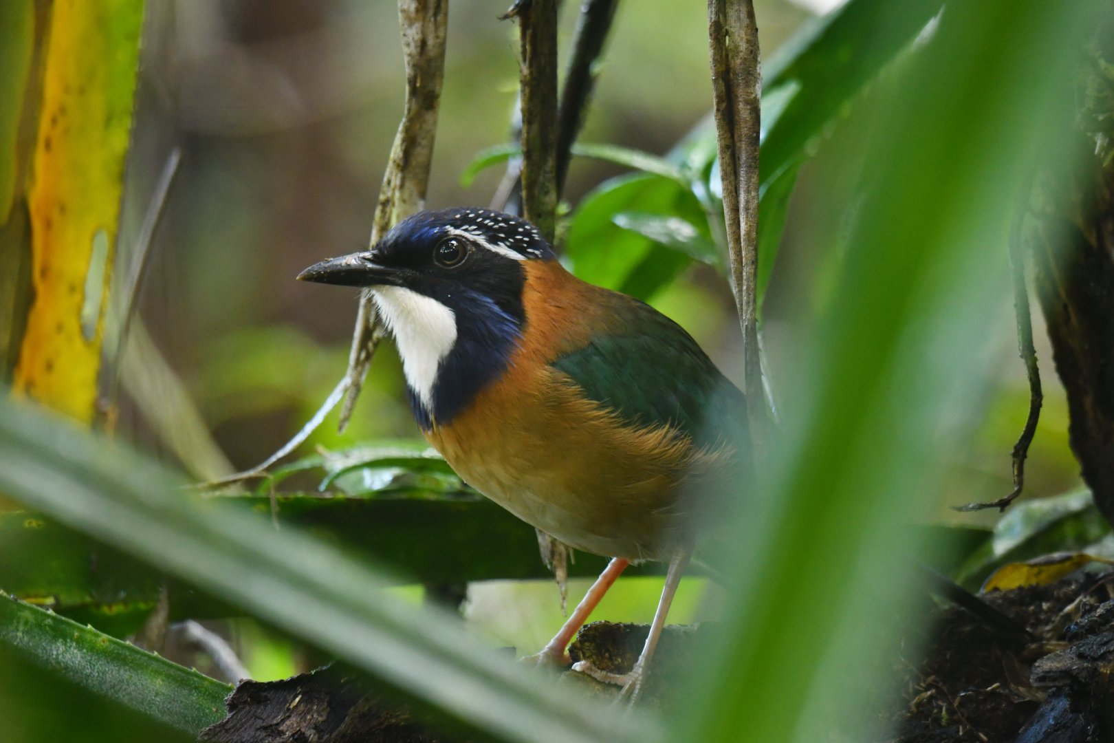 Pitta-like Ground-Roller Atelornis pittoides